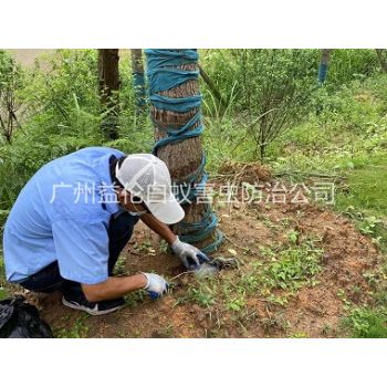 石楼绿化树木治白蚁
