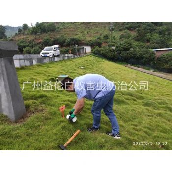沙湾水利工程红火蚁防治